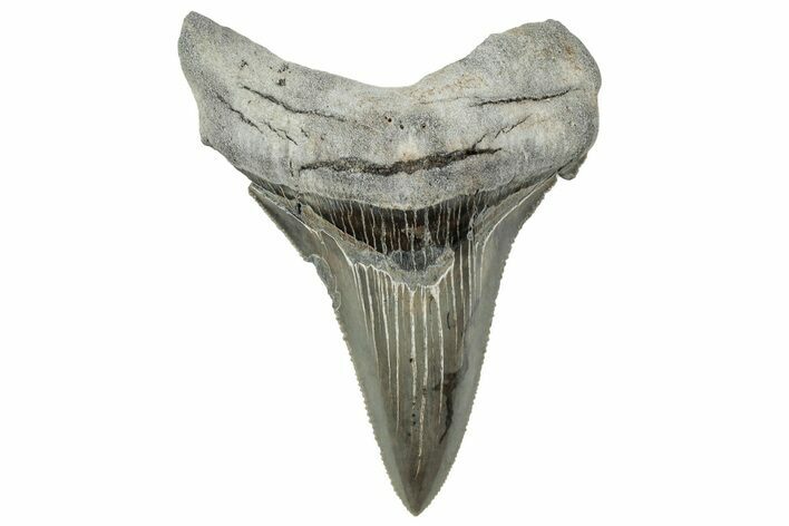 Large Serrated Angustidens Tooth - Megalodon Ancestor #315458